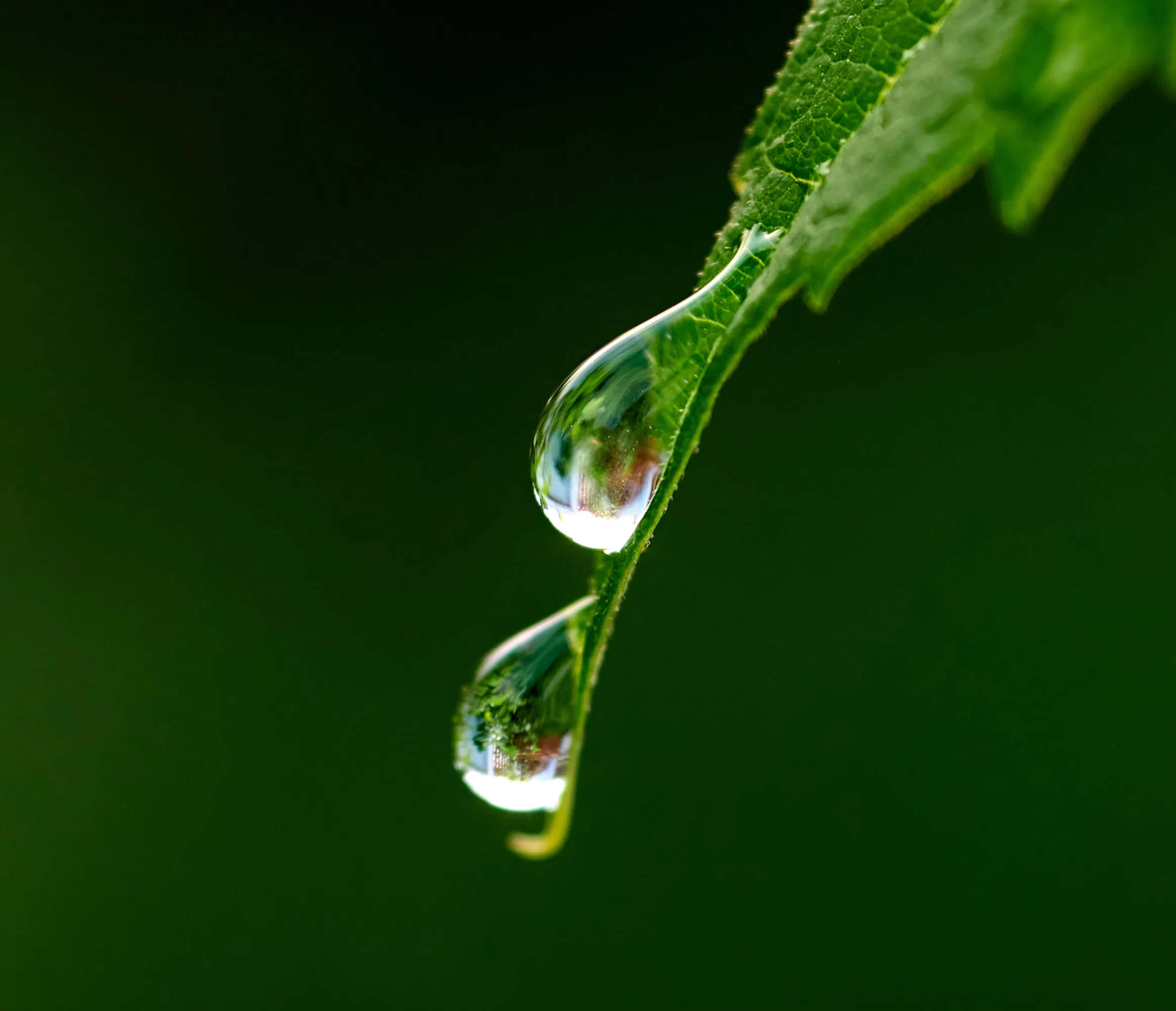 waterdrops-on-leaf
